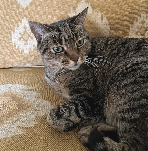 Photo of Betsy the cat