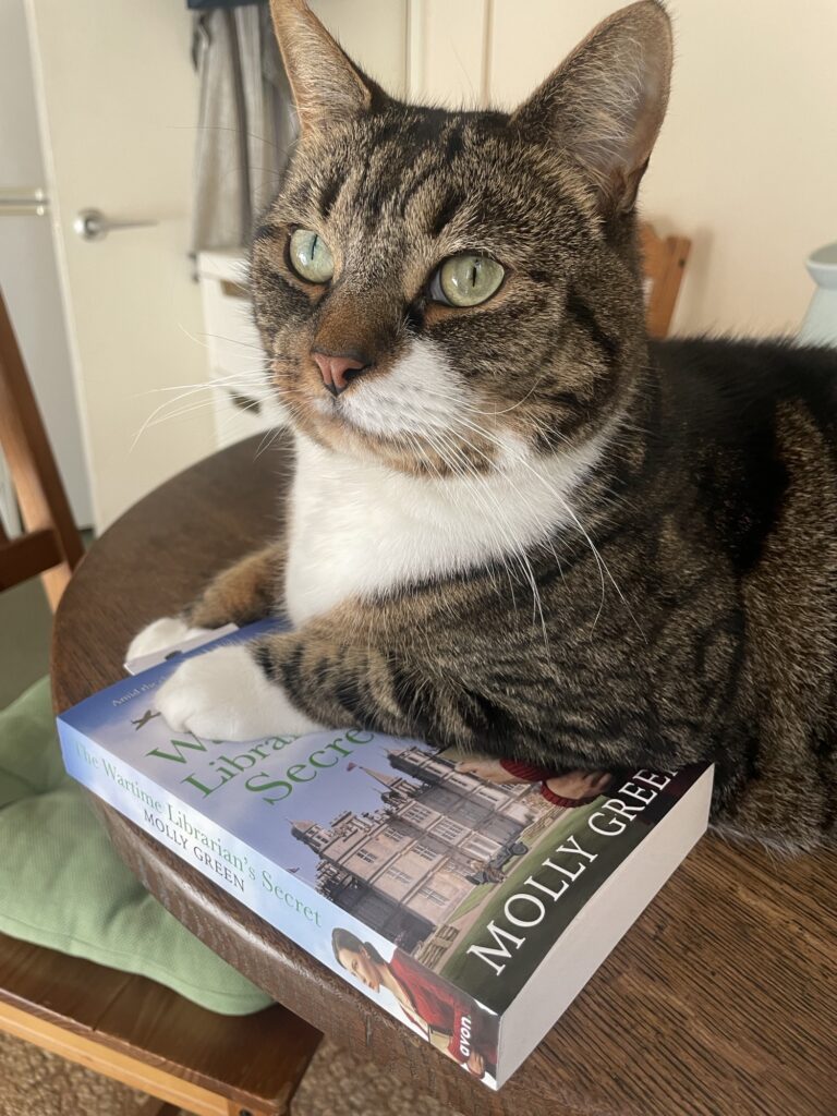 Cat with book